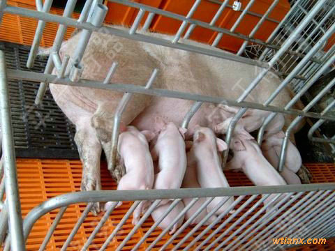 屠宰廠稱重圍欄畜牧秤，養(yǎng)殖動(dòng)物畜牧稱